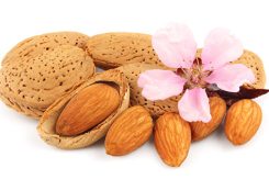 blossoming almonds